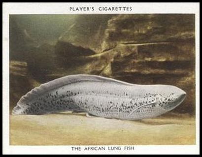 17 The African Lung Fish